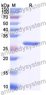Recombinant Human STX10 Protein, N-His