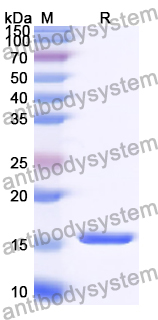 Recombinant Human CREBL2 Protein, N-His