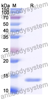 Recombinant Human TSPAN1 Protein, N-His