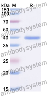 Recombinant Human MSC Protein, N-GST & C-His