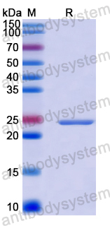 Recombinant Human MRPS14 Protein, N-His-SUMO