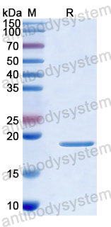 Recombinant Human RNASEH1 Protein, N-His