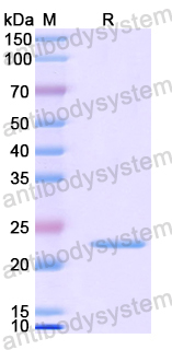 Recombinant Human CTNS Protein, N-His-SUMO