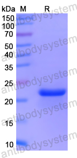 Recombinant Human NOL3 Protein, N-His-SUMO & C-Strep