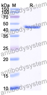 Recombinant Human CD85C/LILRB5 Protein, N-His