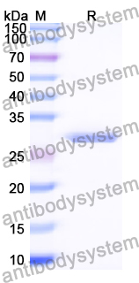 Recombinant Human NIPSNAP2 Protein, N-His