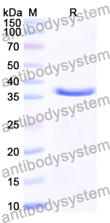 Recombinant Human FKBP6 Protein, N-His