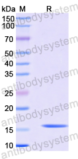 Recombinant Human ATP6V1G1 Protein, N-His
