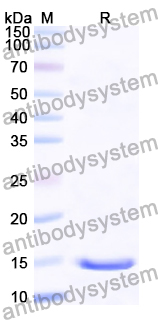 Recombinant Human SH3BGRL Protein, N-His