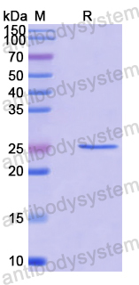 Recombinant Human VAMP4 Protein, N-His-SUMO