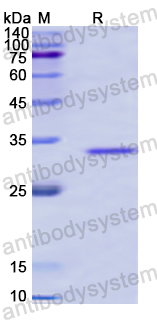 Recombinant Human PEX14 Protein, N-GST & C-His
