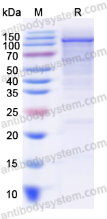 Recombinant Human POLQ Protein, N-His-SUMO