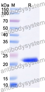 Recombinant Human E2F6 Protein, N-His