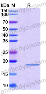 Recombinant Human CLDN11 Protein, N-His-SUMO