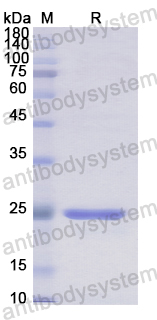 Recombinant Human ECI2 Protein, N-His