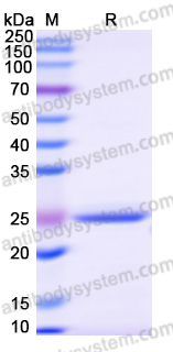 Recombinant Human STX11 Protein, N-His