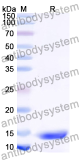 Recombinant Human NPM3 Protein, N-His