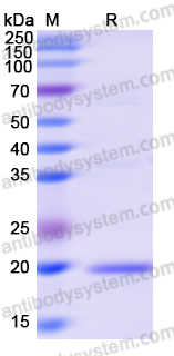Recombinant Human ERAL1 Protein, N-His