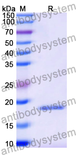 Recombinant Human GRAP2 Protein, N-His