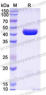 SDS-PAGE for Recombinant Human IDH1 (R132H) Protein, C-8*His ?>