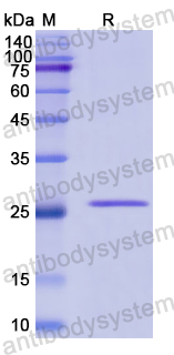 Recombinant Human WFS1 Protein, N-His