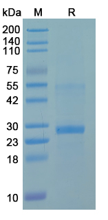 Recombinant Human CLPX Protein, C-His