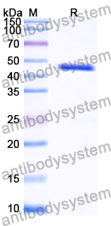Recombinant Human SEC14L2 Protein, N-His