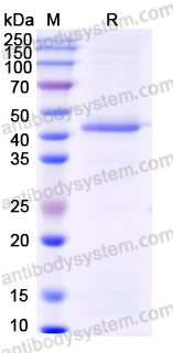Recombinant Human DFFB Protein, N-His