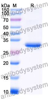 Recombinant Human ADGRL1 Protein, N-His