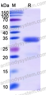 Recombinant Human HEXIM1 Protein, N-His-SUMO & C-Strep