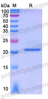 Recombinant Human NDUFB6 Protein, N-His-SUMO & C-Strep