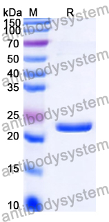 Recombinant Human SNUPN Protein, N-His