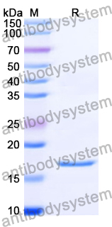 Recombinant Human GABARAP Protein, N-Avi-His