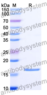 Recombinant Human GABARAP Protein, C-His-Avi