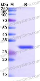 Recombinant Human STBD1 Protein, N-His-SUMO & C-Strep