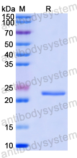 Recombinant Human SPDEF Protein, N-His-SUMO