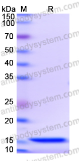 Recombinant Human SNAPIN Protein, N-His