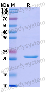 Recombinant Human CELF2 Protein, N-His