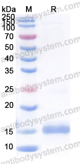 Recombinant Human GDF11/BMP11 Protein, N-His