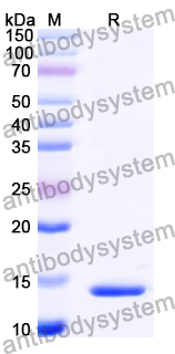 Recombinant Human GDF11/BMP11 Protein, N-His