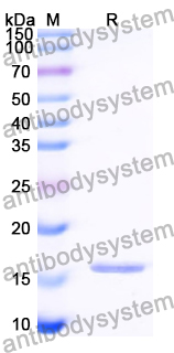 Recombinant Human MED26 Protein, N-His