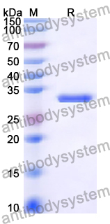 Recombinant Human TNFRSF6B Protein, N-His