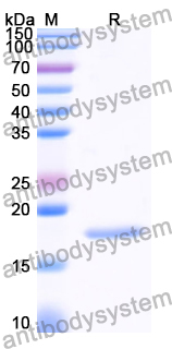 Recombinant Human AHSA1 Protein, N-His