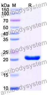 Recombinant Human APOM Protein, N-His