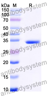 Recombinant Human CLDN9 Protein, N-GST & C-His