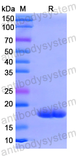 Recombinant Human ACSL3 Protein, N-His