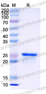 Recombinant Human CPSF4 Protein, N-His-SUMO & C-Strep
