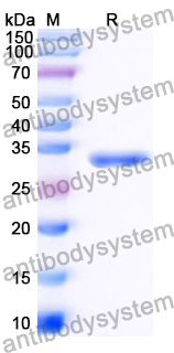 Recombinant Human NFATC1 Protein, N-His