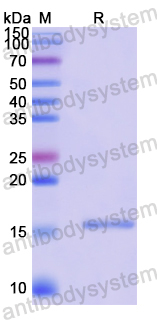 Recombinant Human ATP6V1G2 Protein, N-His