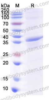 Recombinant Human CXCL14/BRAK/MIP-2G Protein, N-GST